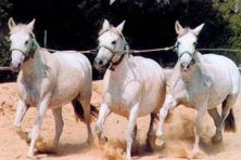 XIII Muestra Ganatur en Constantina 